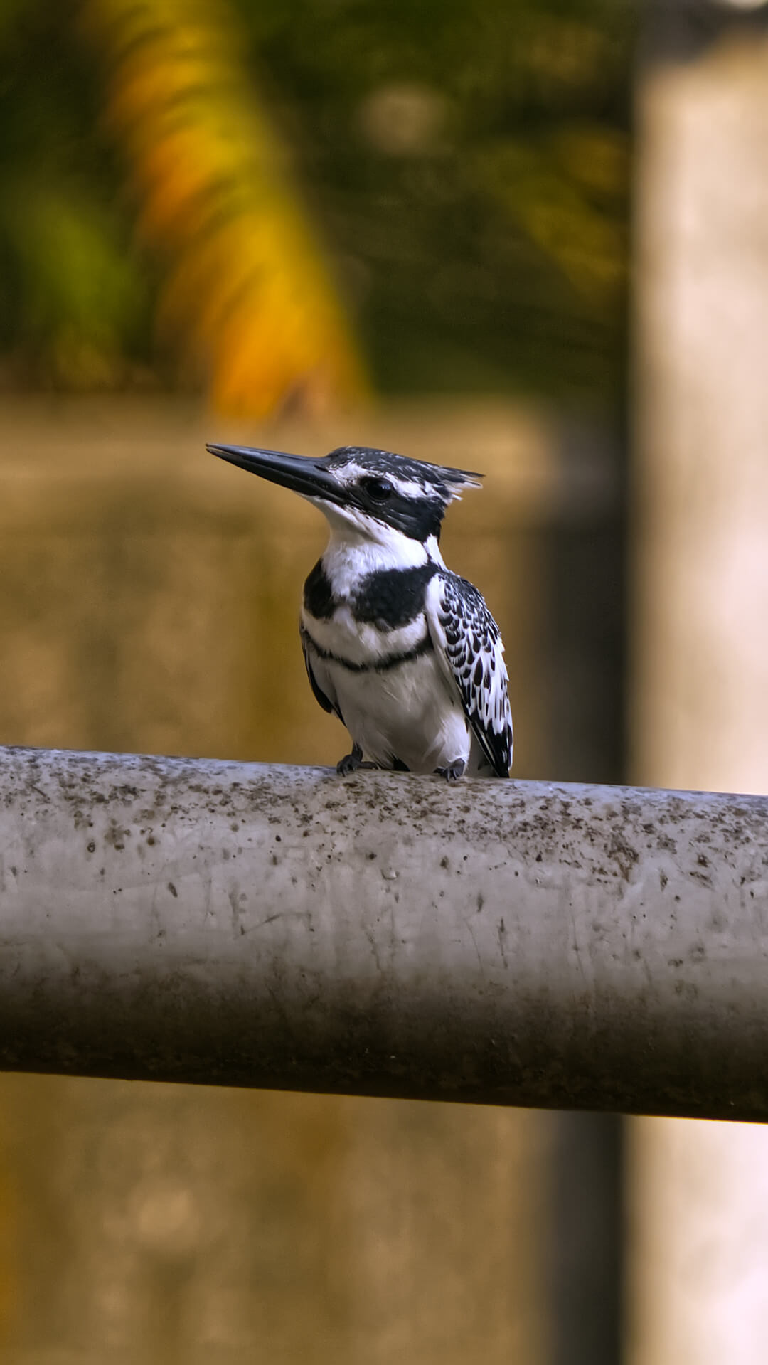 Pied Kingfisher Ggaba Kampala Uganda 260130 0745