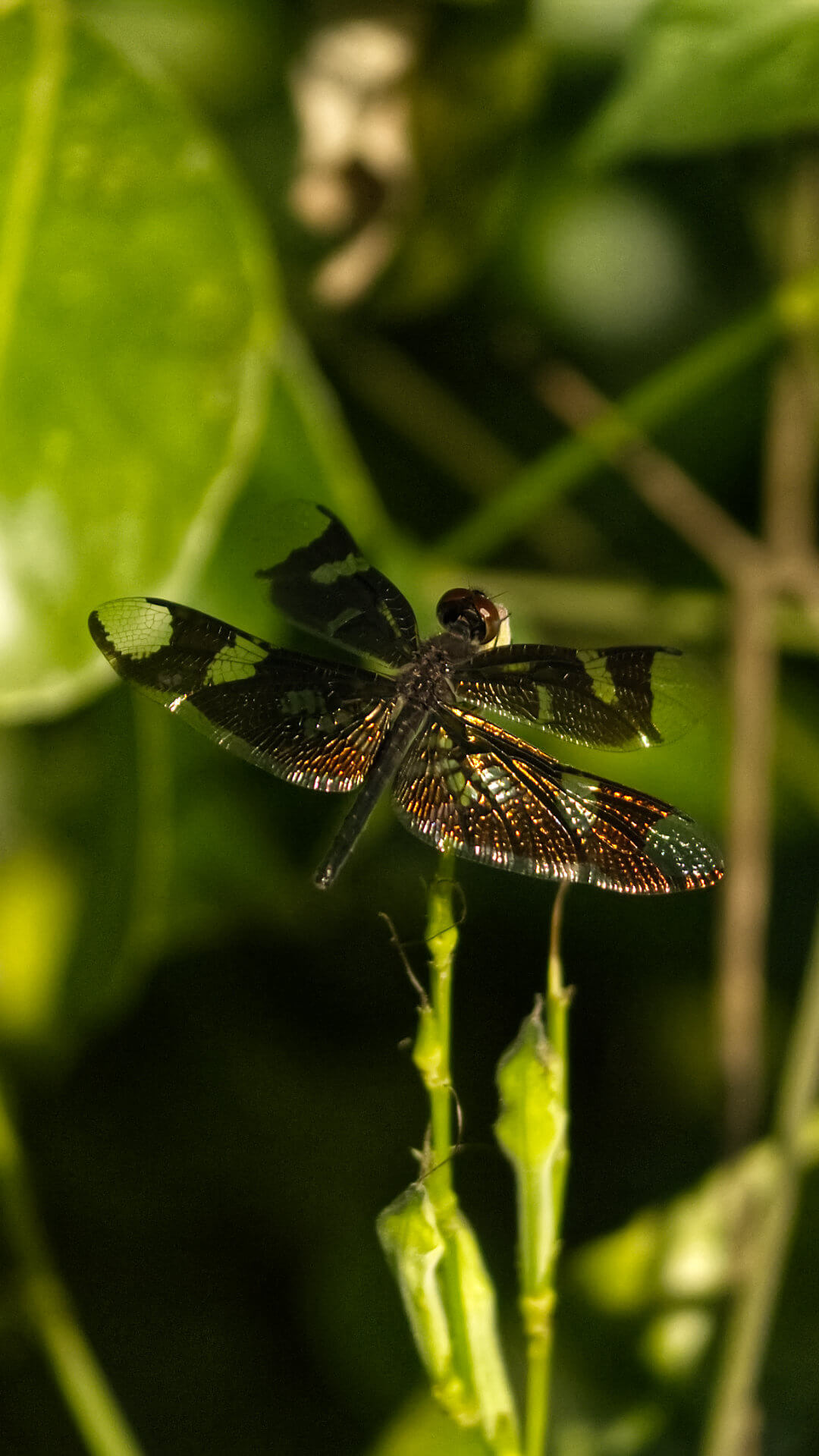 Skylight Flutterer Dragonfly Kati Koro Mukono Uganda 260406 1755